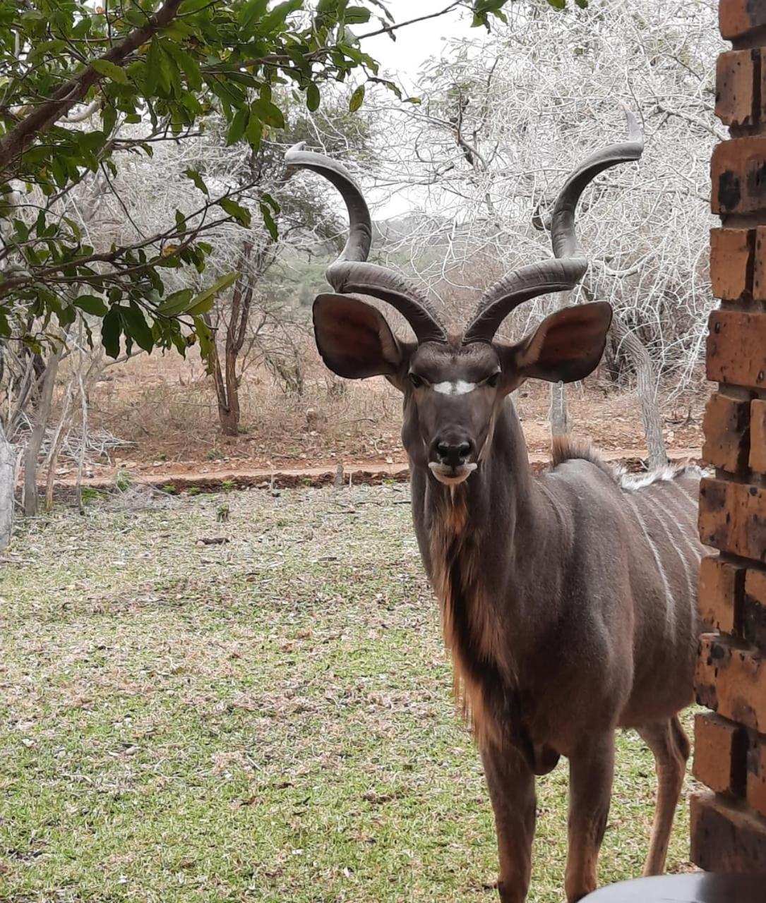 Kruger Riverside Lodge - No Load-Shedding Marloth Park Kültér fotó