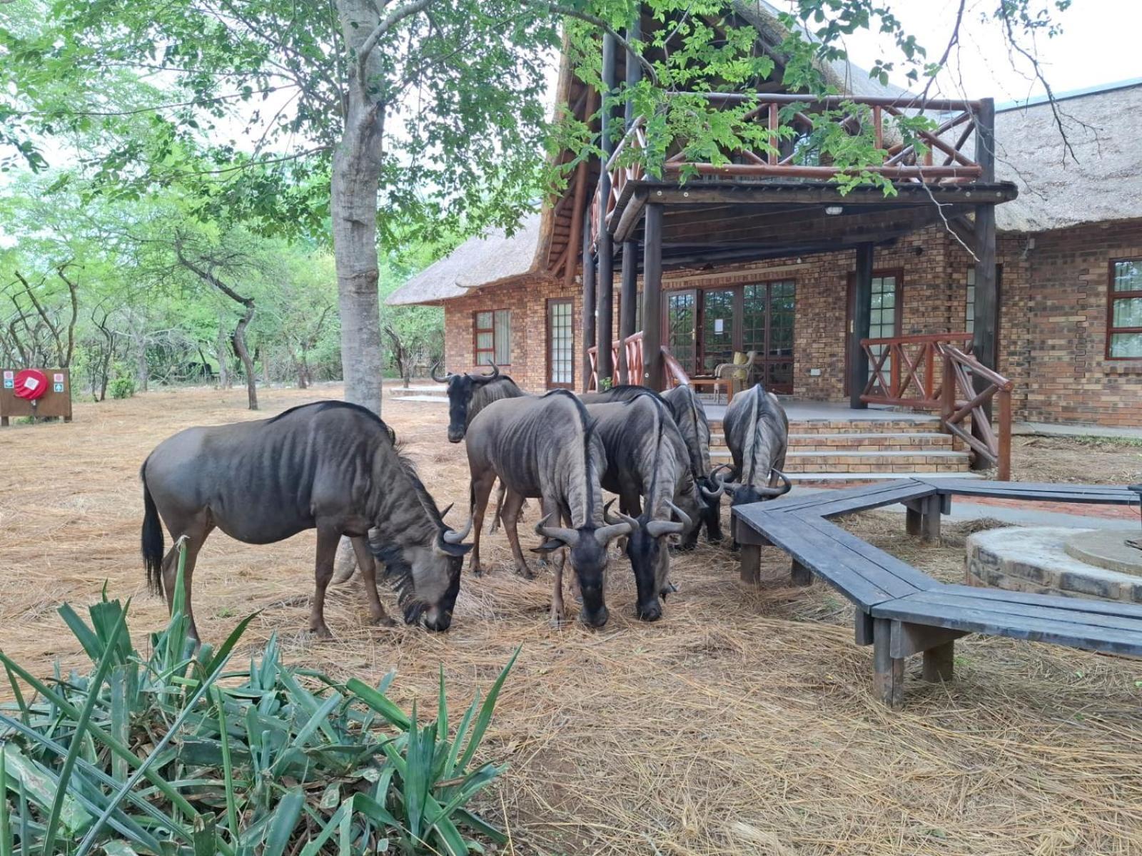 Kruger Riverside Lodge - No Load-Shedding Marloth Park Kültér fotó