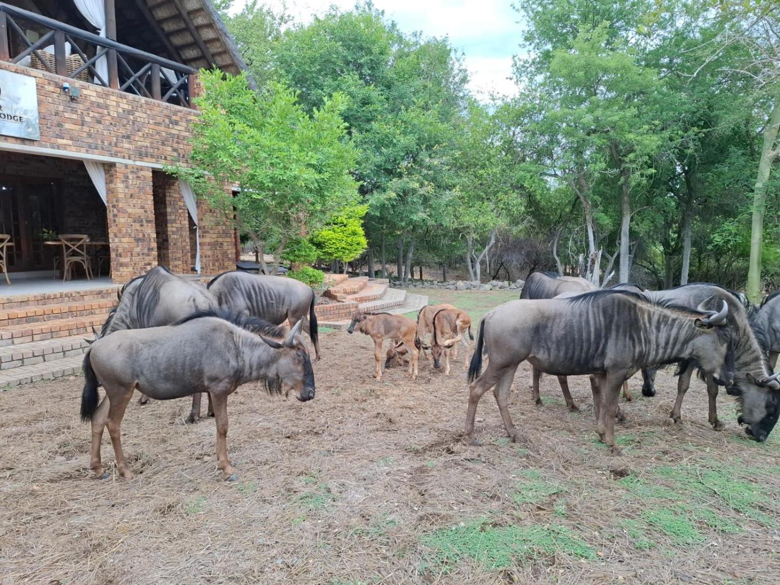 Kruger Riverside Lodge - No Load-Shedding Marloth Park Kültér fotó