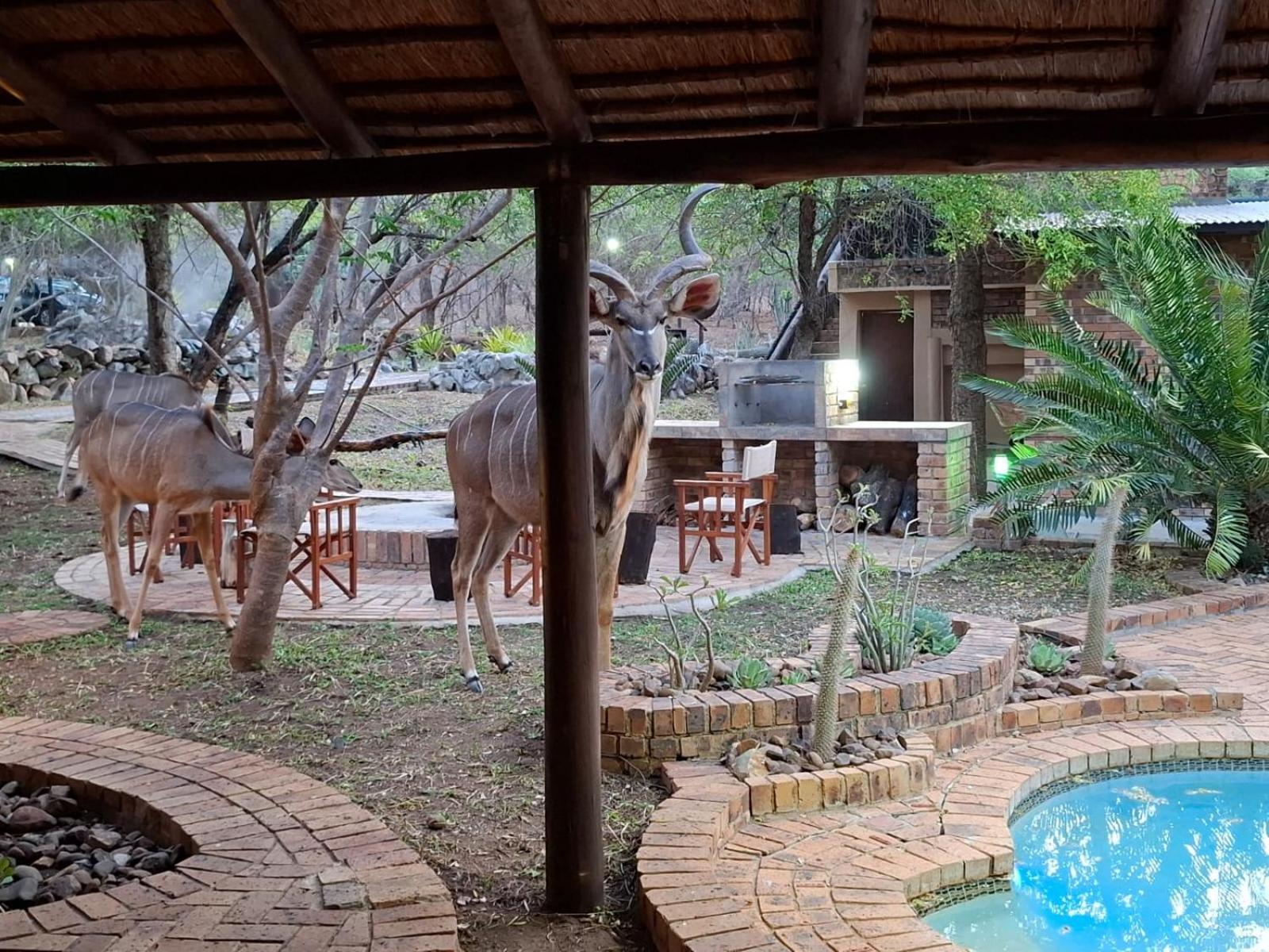 Kruger Riverside Lodge - No Load-Shedding Marloth Park Kültér fotó