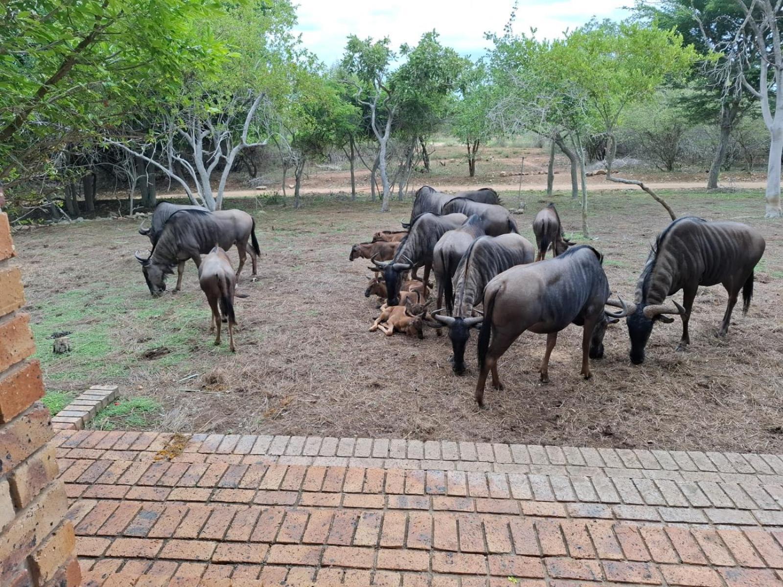 Kruger Riverside Lodge - No Load-Shedding Marloth Park Kültér fotó