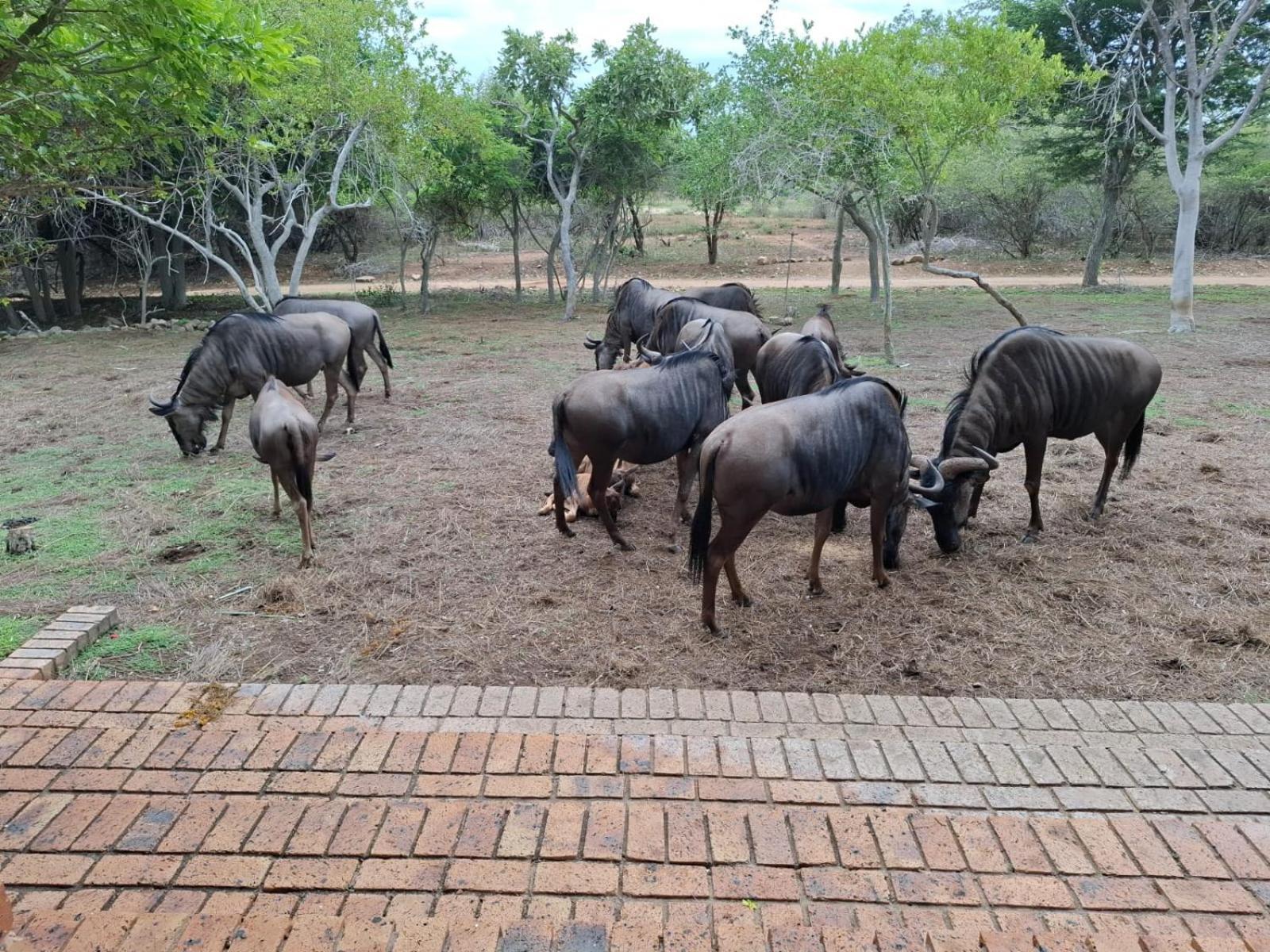 Kruger Riverside Lodge - No Load-Shedding Marloth Park Kültér fotó