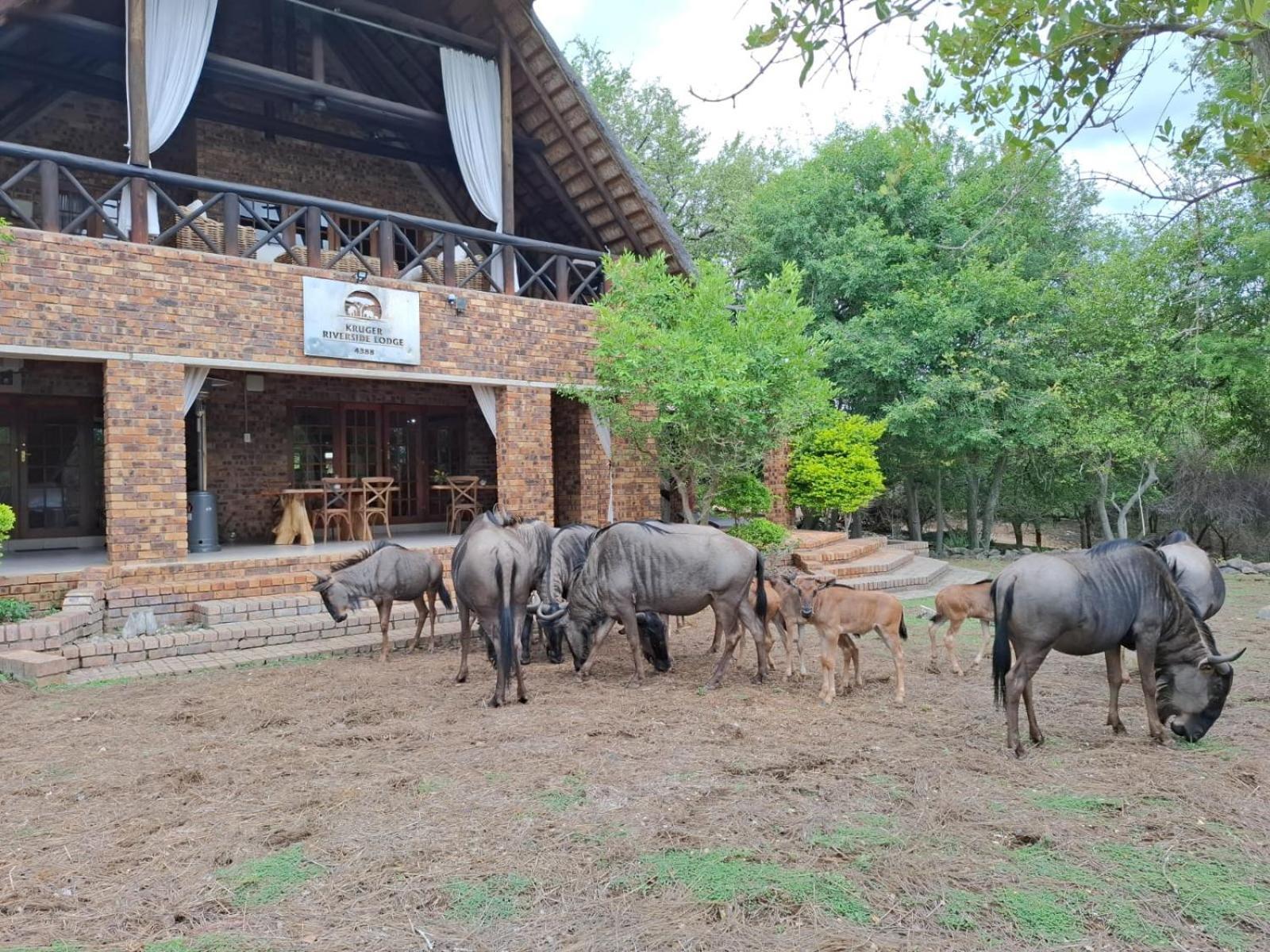 Kruger Riverside Lodge - No Load-Shedding Marloth Park Kültér fotó