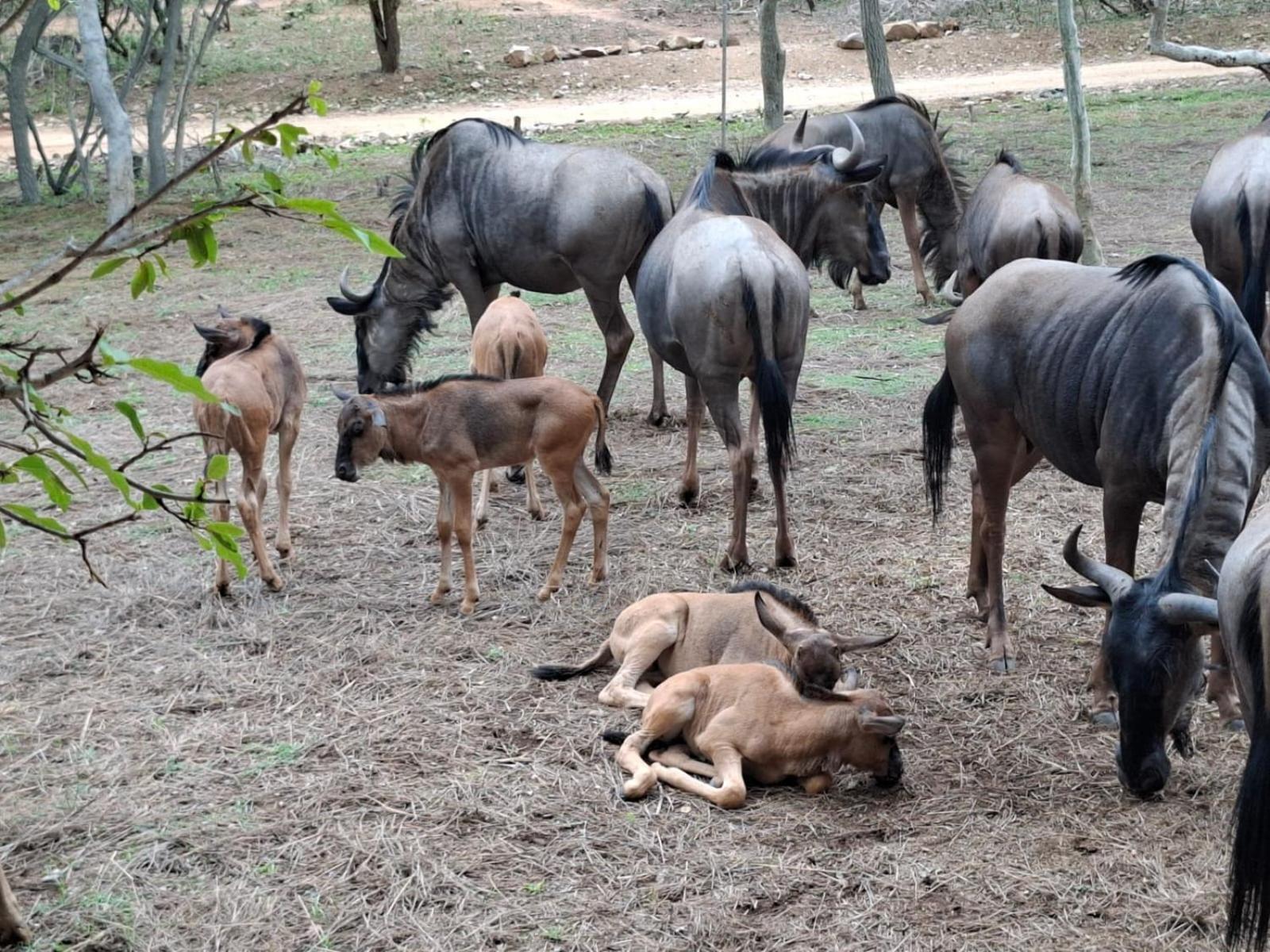 Kruger Riverside Lodge - No Load-Shedding Marloth Park Kültér fotó
