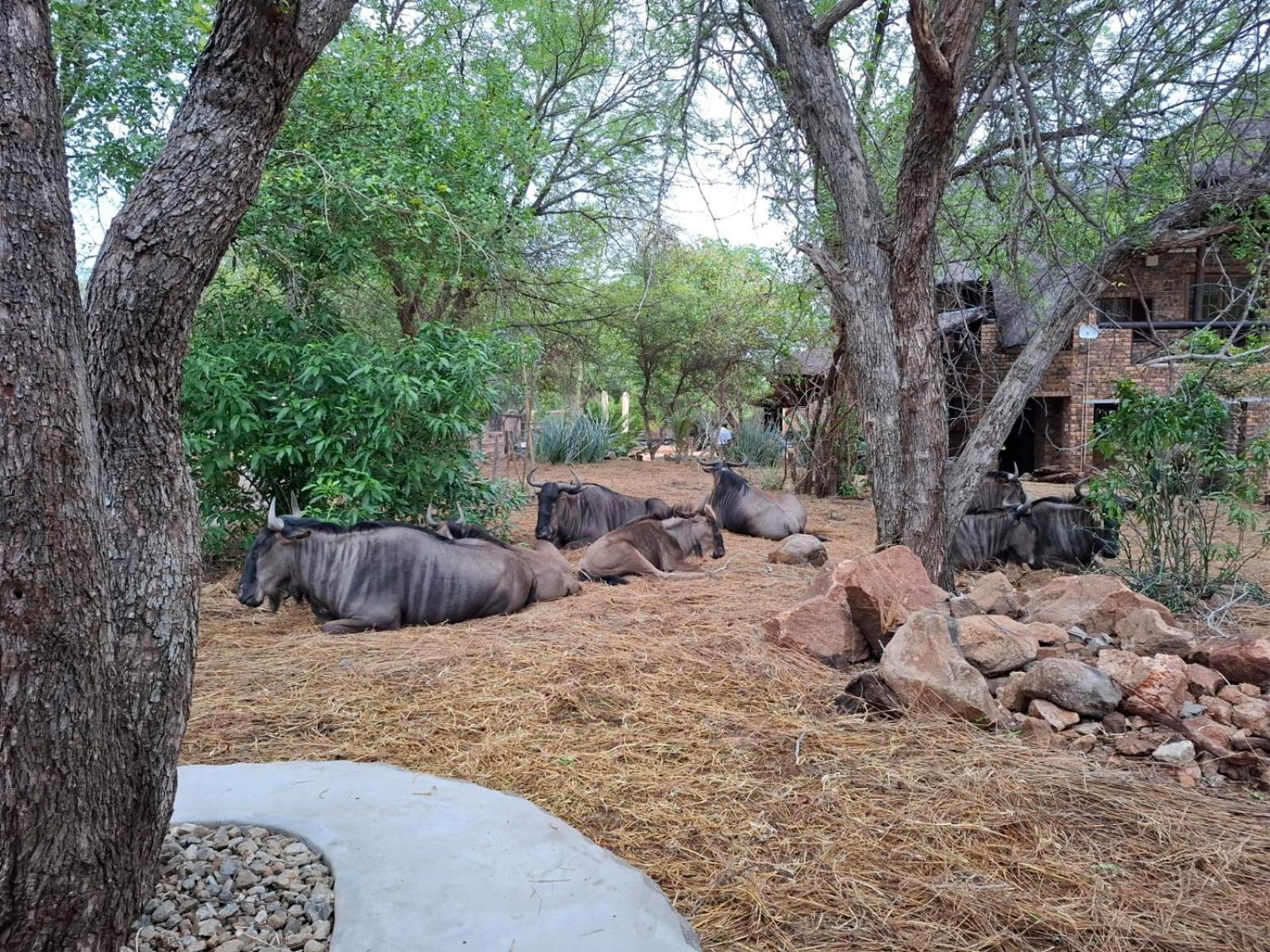 Kruger Riverside Lodge - No Load-Shedding Marloth Park Kültér fotó