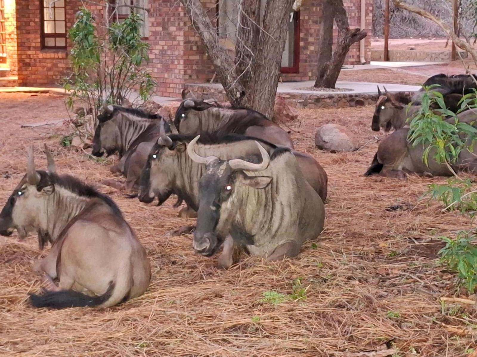Kruger Riverside Lodge - No Load-Shedding Marloth Park Kültér fotó