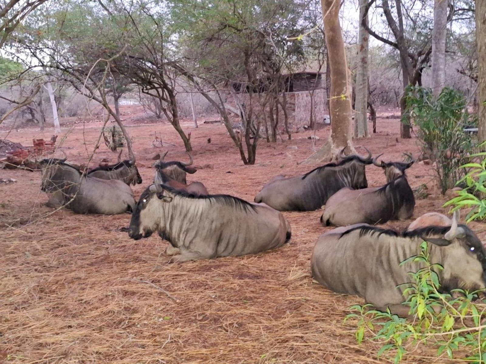 Kruger Riverside Lodge - No Load-Shedding Marloth Park Kültér fotó