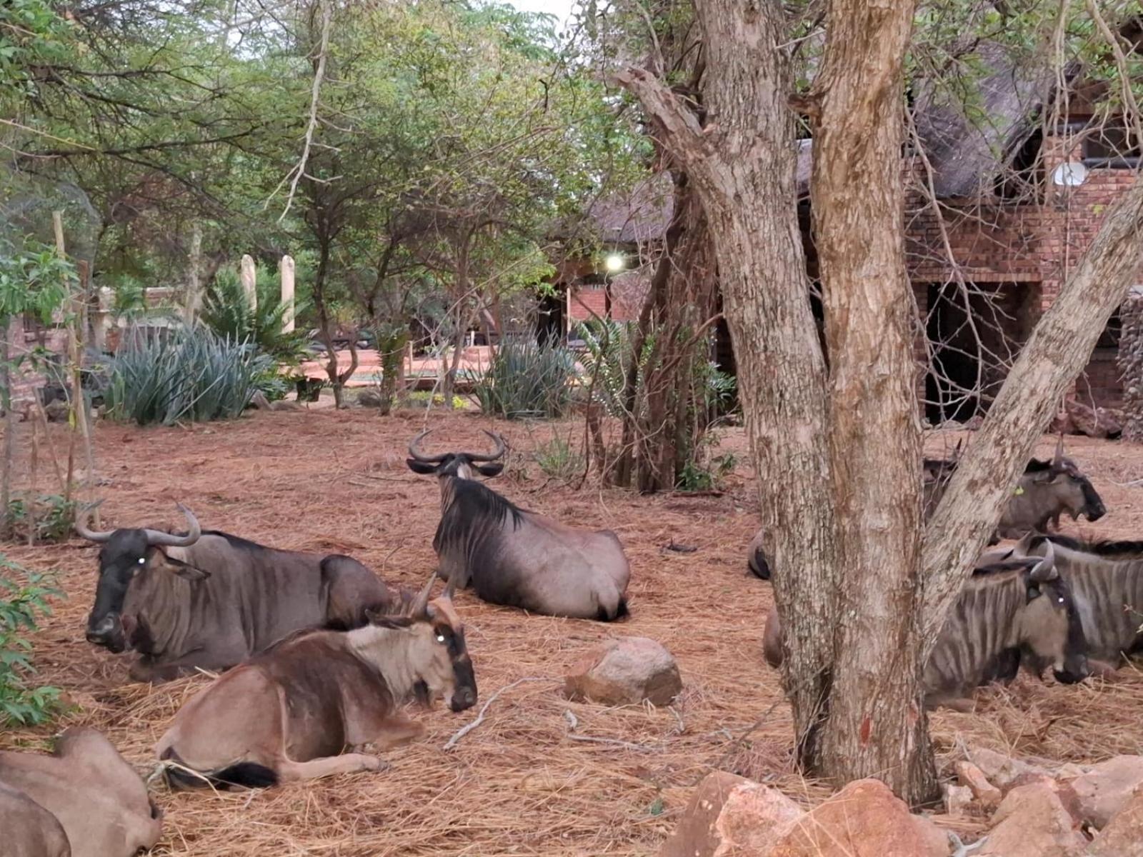 Kruger Riverside Lodge - No Load-Shedding Marloth Park Kültér fotó